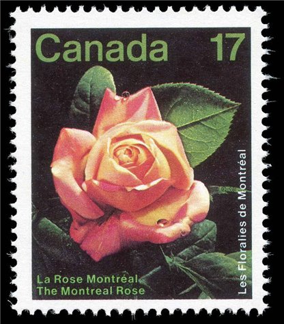 Canada Stamp #896 - Montreal Rose (1981) 17¢ - Image 2