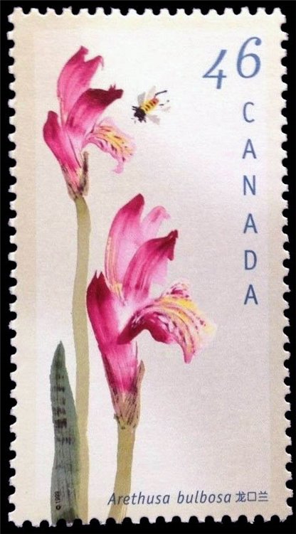 Canada Stamp #1787 - Dragon's Mouth, Arethusa bulbosa (1999) 46¢