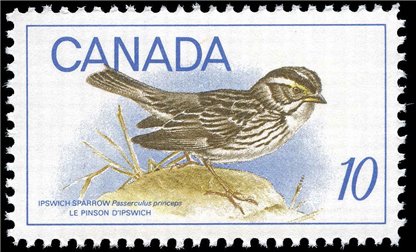 Canada Stamp #497 - Ipswich Sparrow (1969) 10¢ - Image 2