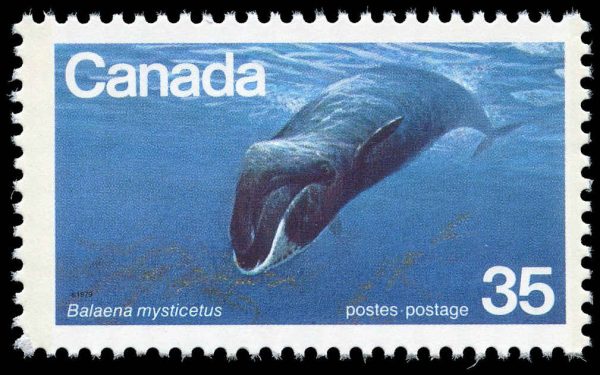 Canada Stamp #814 - Bowhead Whale (1979) 35¢